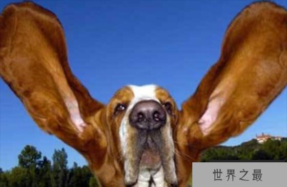 世界上耳朵最长的狗狗 哈伯狗狗 (右耳厂34厘米)