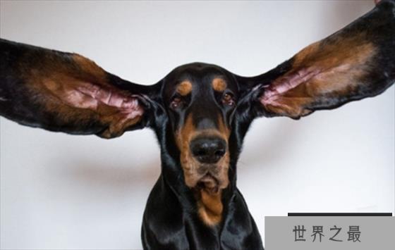 世界上耳朵最长的狗狗 哈伯狗狗 (右耳厂34厘米)