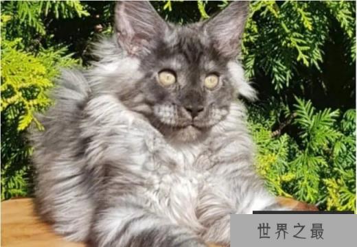 世界上体型最大的猫 缅因猫体长1.23米 (体格强壮)