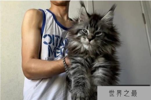 世界上体型最大的猫 缅因猫体长1.23米 (体格强壮)