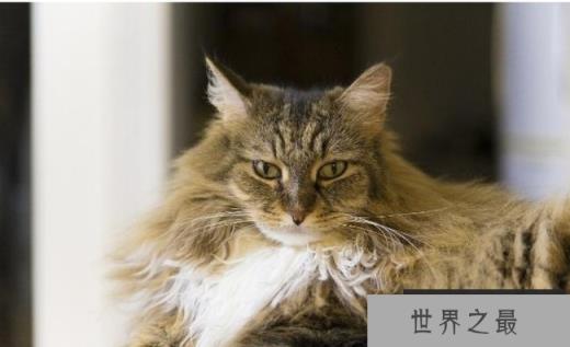 世界上体型最大的猫 缅因猫体长1.23米 (体格强壮)