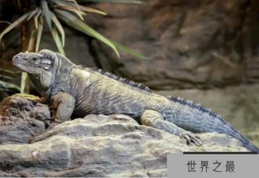 世界上最长寿的犀牛鬣蜥 寿命最长活了69岁 (堪称奇迹) 世界上最长寿的犀牛鬣蜥 寿命最长活了69岁 (堪称奇迹)