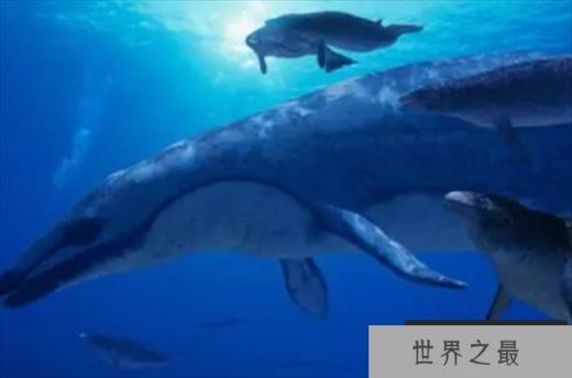 世界上最早的鲸鱼 古蜥鲸是从树上跑下来的(身长18米)