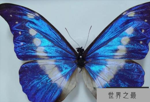 世界上最美丽的蝴蝶 海伦娜蝴蝶中国仅有3只(数量稀少)