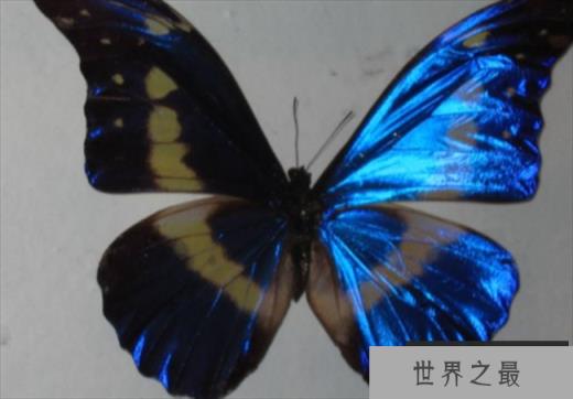 世界上最美丽的蝴蝶 海伦娜蝴蝶中国仅有3只(数量稀少) 世界上最美丽的蝴蝶 海伦娜蝴蝶中国仅有3只(数量稀少)