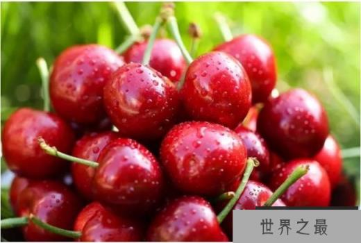 世界上最大的樱桃 美国培养出新的樱桃品种(直径三厘米) 世界上最大的樱桃 美国培养出新的樱桃品种(直径三厘米)