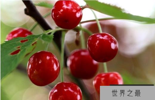 世界上最大的樱桃 美国培养出新的樱桃品种(直径三厘米) 世界上最大的樱桃 美国培养出新的樱桃品种(直径三厘米)