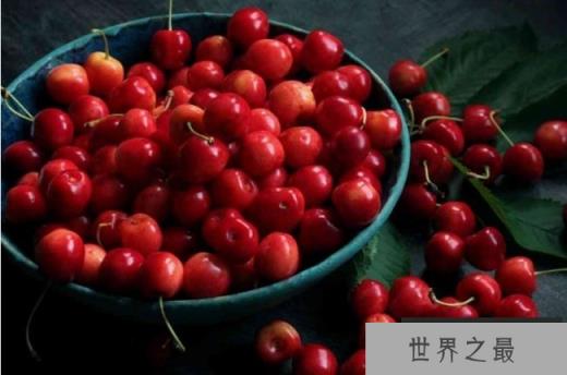 世界上最大的樱桃 美国培养出新的樱桃品种(直径三厘米) 世界上最大的樱桃 美国培养出新的樱桃品种(直径三厘米)