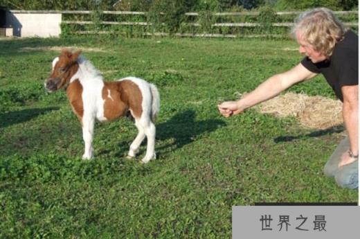 世界上最小的马 法拉贝拉体长38厘米左右(玩赏型动物) 世界上最小的马 法拉贝拉体长38厘米左右(玩赏型动物)