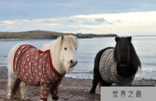 世界上最小的马 法拉贝拉体长38厘米左右(玩赏型动物) 世界上最小的马 法拉贝拉体长38厘米左右(玩赏型动物)