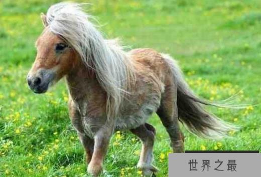 世界上最小的马 法拉贝拉体长38厘米左右(玩赏型动物) 世界上最小的马 法拉贝拉体长38厘米左右(玩赏型动物)