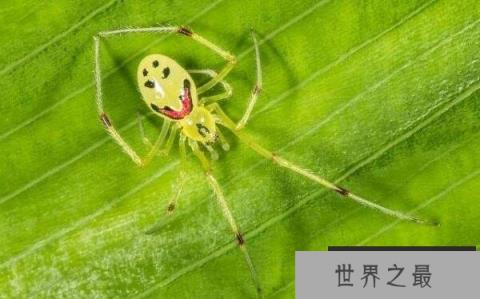 世界上最罕见的动物排行榜