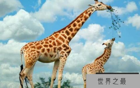 世界上最大最高的长颈鹿，身高达5.8米