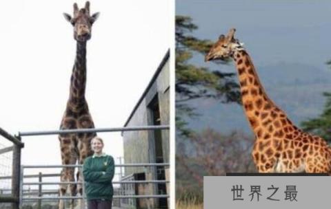 世界上最大最高的长颈鹿，身高达5.8米