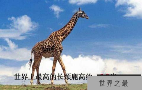 世界上最大最高的长颈鹿，身高达5.8米
