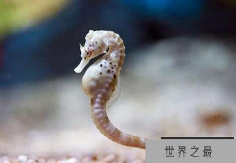 世界上最大的海马,巨型海马长34厘米 世界上最大的海马,巨型海马长34厘米