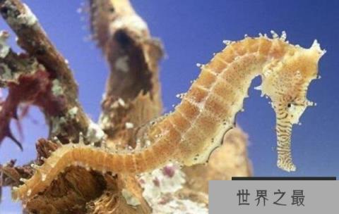 世界上最大的海马,巨型海马长34厘米 世界上最大的海马,巨型海马长34厘米