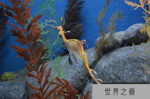 世界上最大的海马,巨型海马长34厘米 世界上最大的海马,巨型海马长34厘米