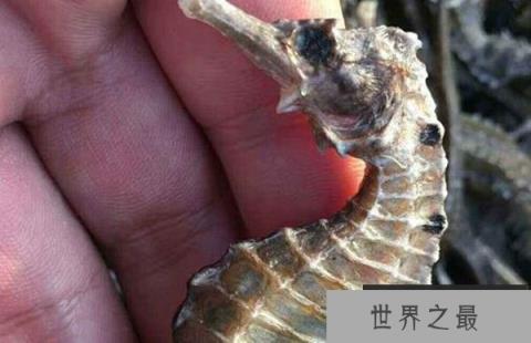 世界上最大的海马,巨型海马长34厘米 世界上最大的海马,巨型海马长34厘米