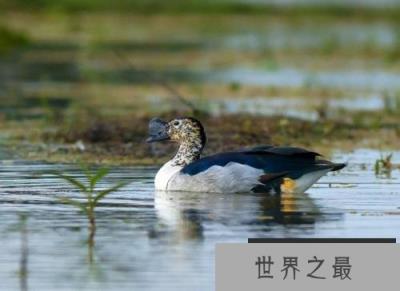世界上最美丽最不寻常的10种鸭子，旋嘴鸭上榜