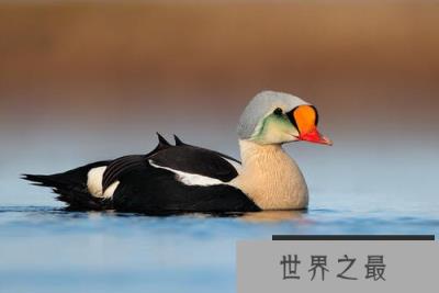 世界上最美丽最不寻常的10种鸭子，旋嘴鸭上榜