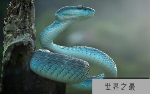 世界上最罕见最珍稀的蛇 蓝血蛇售价高达350万