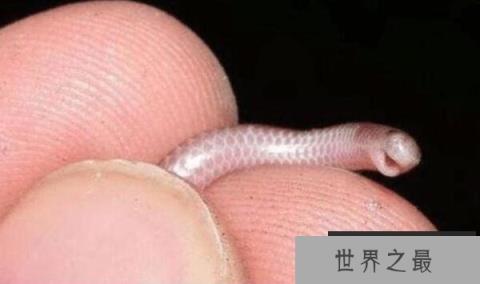 世界上最罕见最珍稀的蛇 蓝血蛇售价高达350万