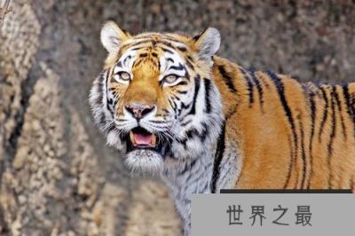 世界上最危险的十大猫科动物，猎豹垫底