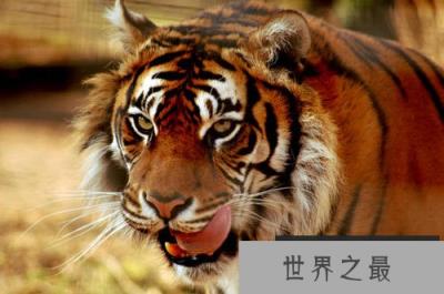 世界上最危险的十大猫科动物，猎豹垫底