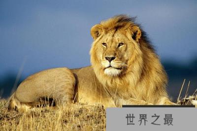 世界上最危险的十大猫科动物，猎豹垫底