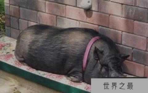 世界上寿命最长的猪,宠物猪活了23岁 世界上寿命最长的猪,宠物猪活了23岁