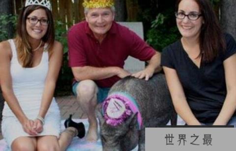 世界上寿命最长的猪,宠物猪活了23岁 世界上寿命最长的猪,宠物猪活了23岁