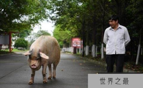 世界上寿命最长的猪,宠物猪活了23岁 世界上寿命最长的猪,宠物猪活了23岁
