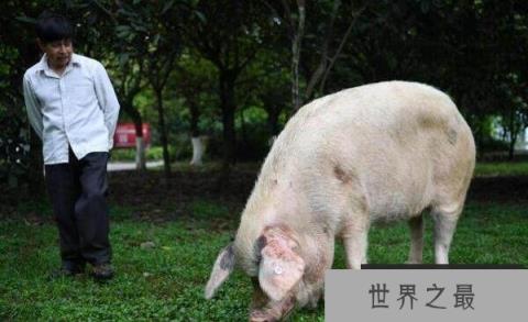 世界上寿命最长的猪,宠物猪活了23岁 世界上寿命最长的猪,宠物猪活了23岁