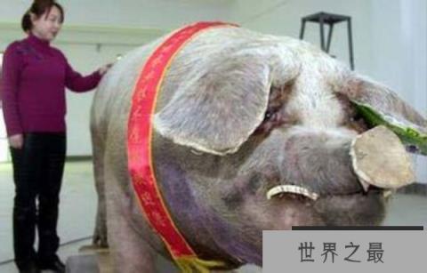 世界上寿命最长的猪,宠物猪活了23岁 世界上寿命最长的猪,宠物猪活了23岁