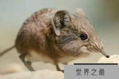 地球上“最小”的五种动物,胖婴鱼浑身透明 地球上“最小”的五种动物,胖婴鱼浑身透明