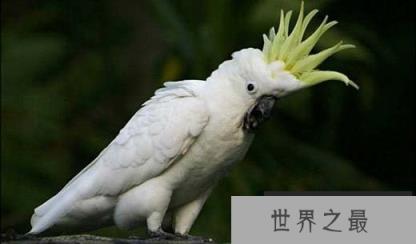 世界上寿命最长的五种鸟，第一种可活到80岁