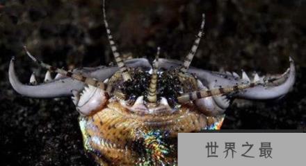 海洋里最恐怖最科幻的“怪虫”，断成3段还能活