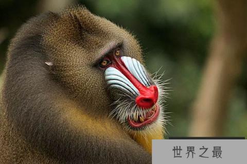 世界上最大的猴子，山魈体长六七十厘米