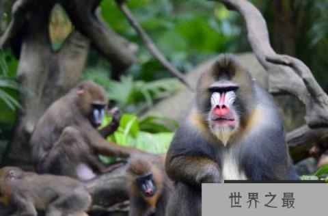 世界上最大的猴子，山魈体长六七十厘米