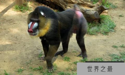 世界上最大的猴子，山魈体长六七十厘米