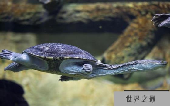 世界上脖子最长的乌龟 巨蛇颈龟(超过50厘米) 世界上脖子最长的乌龟 巨蛇颈龟(超过50厘米)