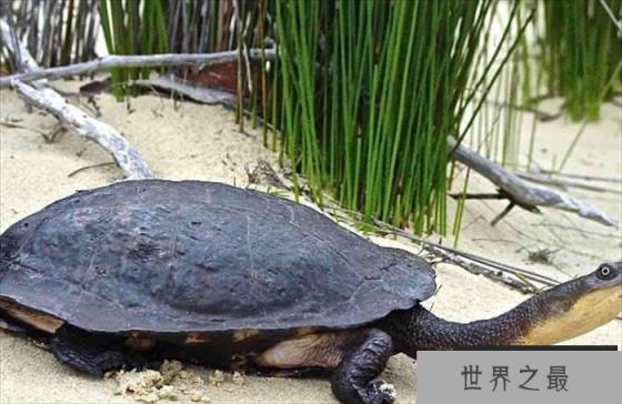 世界上脖子最长的乌龟 巨蛇颈龟(超过50厘米) 世界上脖子最长的乌龟 巨蛇颈龟(超过50厘米)