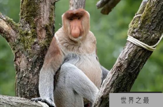 世界上鼻子最长的猴子 鼻子长度达8厘米(长鼻猴)