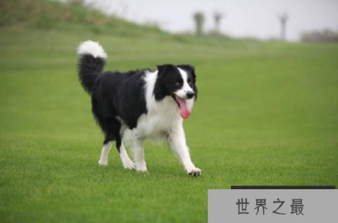 盘点十大搜救犬品种，都是很聪明的狗狗