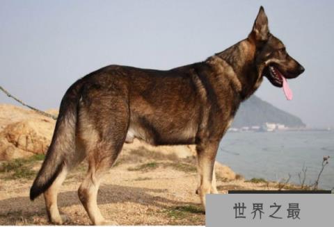盘点十大搜救犬品种，都是很聪明的狗狗