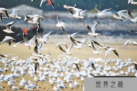世界上飞的最远的鸟，每次迁徙绕地球半圈