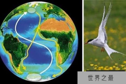 世界上飞的最远的鸟，每次迁徙绕地球半圈