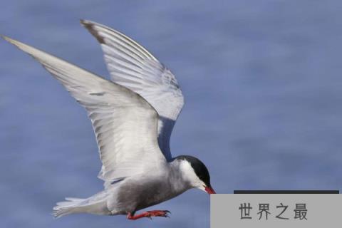 世界上飞的最远的鸟，每次迁徙绕地球半圈