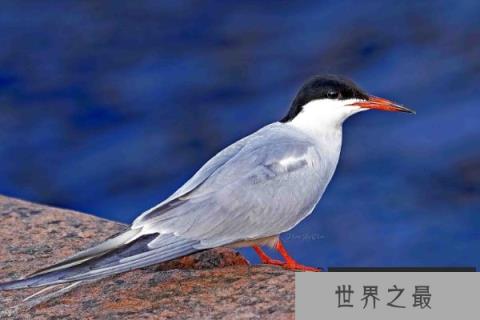 世界上飞的最远的鸟，每次迁徙绕地球半圈